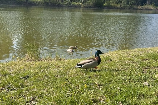 Tavaszi Medve Szabadtéri Csapatverseny 2026 - Győr